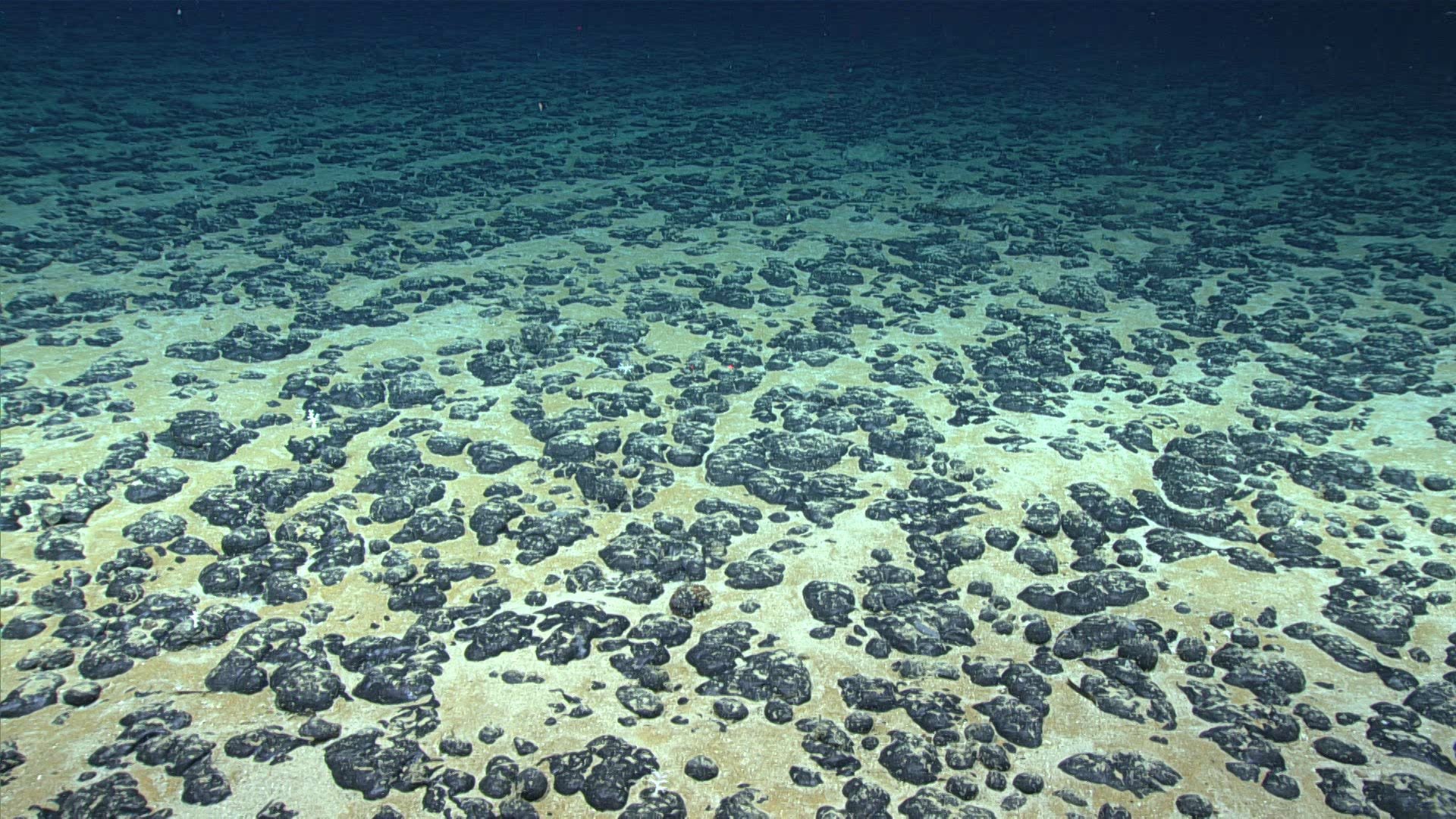 Polymetallic nodules pictured on the sea floor